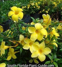 Coreopsis, florida's official state flower, is one of the cheeriest plants you can grow in your garden. Dwarf Allamanda