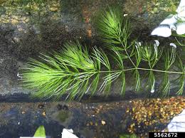 Image result for Ceratophyllum submersum