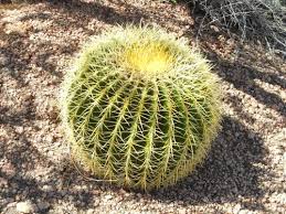 While the golden barrel cactus is rare in the wild, it can commonly be found in homes and gardens across america. Golden Barrel Cactus 10 Seeds Rareplant