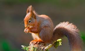 Check spelling or type a new query. Ardilla Que Comen Caracteristicas Tipos De Ardillas