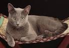 British Shorthair vs Russian Blue - Cat Breed Information
