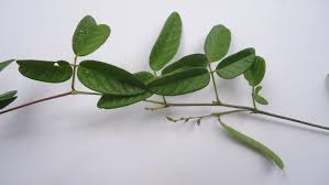 Image result for Galactia striata