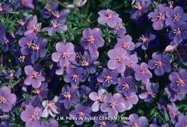 Image result for Lysimachia monelli