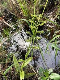 Image result for Habenaria insolita