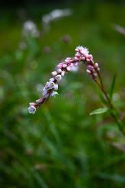 Image result for Polygonaceae