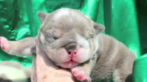 Mini english bulldog studs, & the sires of our english and mini english bulldog puppies. Purple Lilac Tri English Bulldog Puppies Youtube