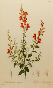 Snapdragon Flower Illustration Red Flower Print Home Decor Wall Hanging 19th Century Artist No 11 Flower Illustration Snapdragon Flowers Botanical Flowers