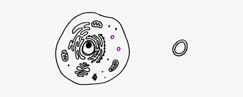 Check spelling or type a new query. How To Draw Animal Cell 06 Easy To Draw Ribosomes 620x335 Png Download Pngkit