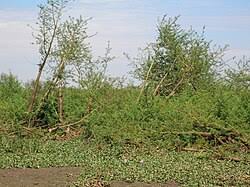 Image result for Aeschynomene elaphroxylon