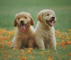Our dogs come from top quality akc registered champion lines. 6 Best Golden Retriever Breeders In North Carolina 2021 We Love Doodles