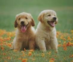 We are located in cameron, nc but offer pickup in hampton, va as well. 6 Best Golden Retriever Breeders In North Carolina 2021 We Love Doodles