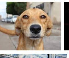 Orang boleh kata kita macam anjing salak bukit sahaja.ya macam anjing salak bukit. Apa Itu Anjing Pengertian Anjing Dan Definisinya Dalam Glosarium