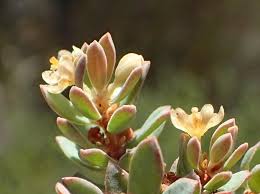 Image result for Clutia hirsuta