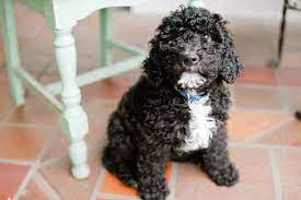 9 Barbet Ideas Water Dog Dogs Puppies