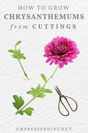 There are also links to products i recommend from companies i have a referral relationship with. How To Grow Mums From Cuttings Empress Of Dirt