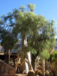 Image result for Tragia hildebrandtii