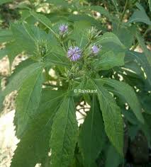 Image result for Vernonia anthelmintica
