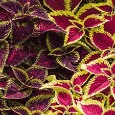 Image result for Coleus calycinus