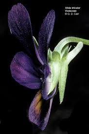 Image result for Violaceae