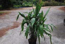 Image result for Aspidistra