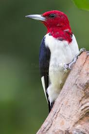 Birds With Redheads In Ohio Red Headed Woodpecker Woodpecker Midwest Birds Birds
