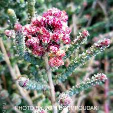 Image result for Sarcocornia natalensis