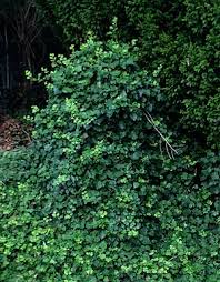 And ivy cuttings can actually grow so don't throw your cuttings into the compost pile. How To Remove English Ivy From Trees And Walls Nurseries Online