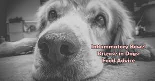 Inflammatory Bowel Disease In Dogs Food Advice I Love Veterinary Food Advice Inflammatory Bowel Disease Inflammatory