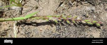 Image result for Tragus berteronianus