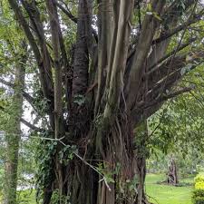 Image result for Landolphia camptoloba