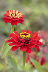 Honey bees find flowers that are blue, purple and yellow most appealing. 20 Flowering Plants That Attract Bees Pollinator Friendly Plants