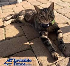 The 6 best invisible fences for cats. Invisible Fence Home Facebook