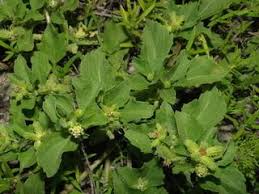 Image result for Acanthospermum australe