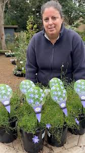 Image result for Wahlenbergia banksiana