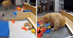 Lehren eltern, wie man den kopf eines babys beim heben, tragen oder wiegen eines babys. This First Time Golden Retriever Mother Was Captured Trying To Console Her Newborn Puppies With Her Favorite Toys Bored Panda