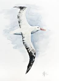 Wandering Albatross Diomedea Exulans 2016 Watercolour By Andrzej Rabiega Ocean Art Painting Sea Creatures Art Watercolor Bird