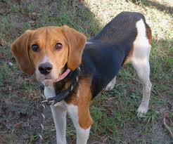 Berkeley Animal Center