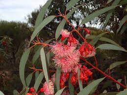 Maybe you would like to learn more about one of these? 30 Australian Native Flowers The Best Australian Native Flowering Plants