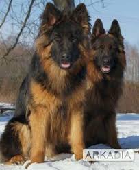 In dogs you can trust with your life. 370 Long Haired German Shepherd Dog Is There Anything Else With A Few Normals Ideas Shepherd Dog German Shepherd Dogs