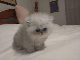Persian Cats For Sale Pollock Pines Ca Persian Cats For Sale Cats For Sale Persian Cat