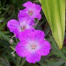 Image result for Abutilon englerianum