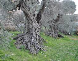 Tucked In The Sleepy Town Of Bchealeh North Of Lebanon Live The Oldest Olive Trees In The World Breathtakingly Ancient And Yet A Living Witn Libanon Baum