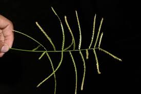 Image result for Acrachne