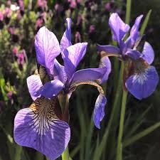 These are the pods of the carob tree (revised version, margin), also called the. Iris Sibirica Tropic Night Siberian Iris Tropic Night Uploaded By Pods
