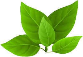 Transparent background real marijuana leaf png. Green Leaves Png Transparent Image Png Arts
