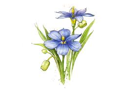 (0.6 m) tall and wide. A Handy Guide For Texas Wildflower Identification Texas Heritage For Living