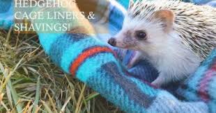 Baby hedgehogs are pinkish when born and with quills beneath its skin, which take some time to show. Hedgehog Bath Do They Need Grooming Hedgehog Care 101