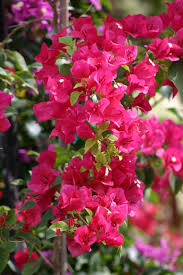 Pin By Nevin Pinarli On Through My Eyes Miami Tropical Garden Fall Garden Vegetables Beautiful Flowers