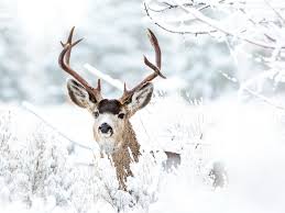 Tierbilder tiere tier fotos natur tiere hirsche schnee ausgestopftes tier winterbilder süße tiere. Bilder Hirsche Horn Winter Schnee Tiere 1600x1200