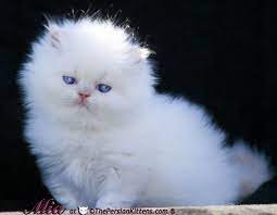 Free Persian Cats The Persian Cats Com Has Persian Kittens For Sale Persian Kittens Persian Kittens For Sale Kitten For Sale